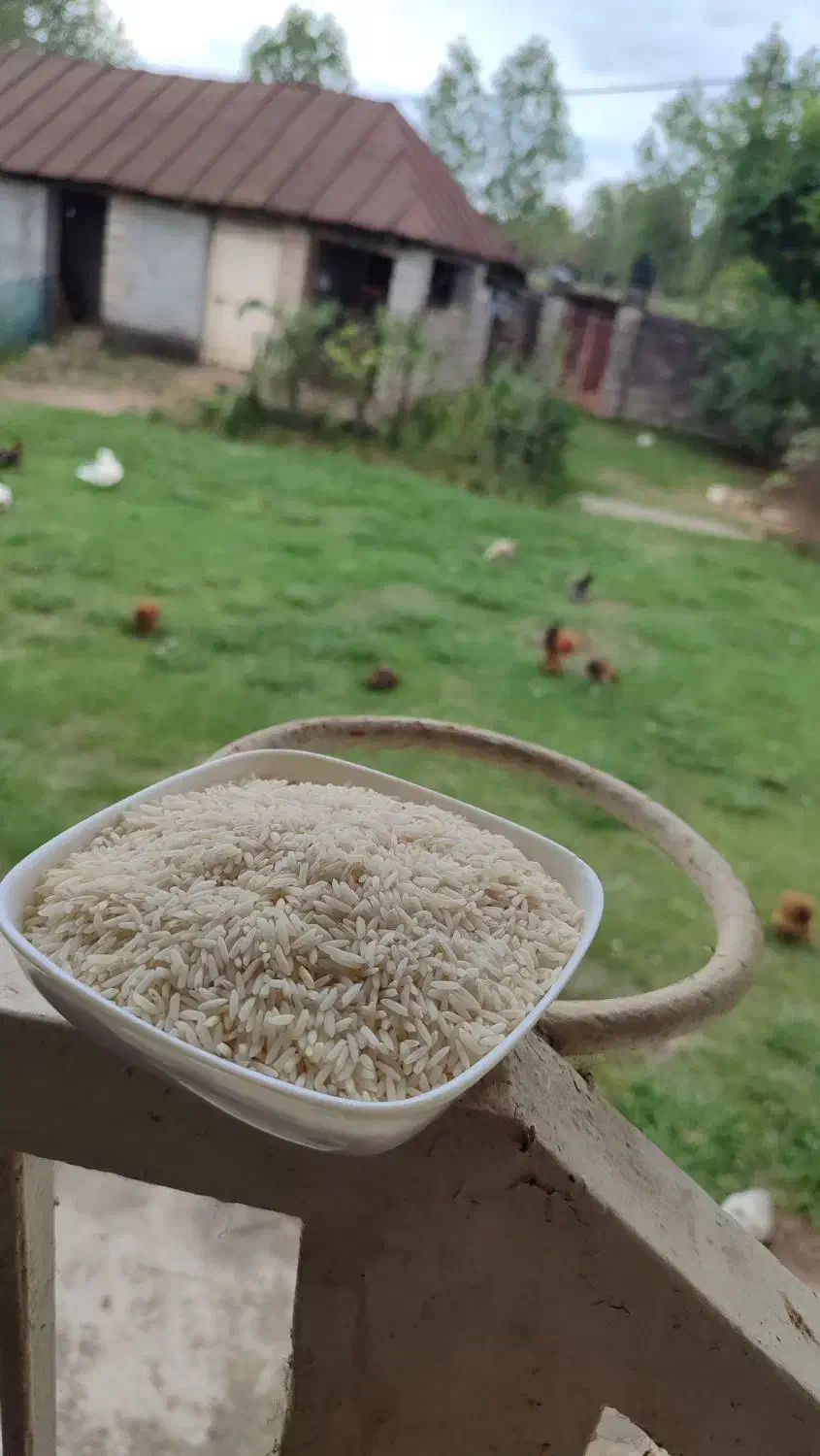 برنج درشت ،سرلاشه نیم دانه هاشمی سورتینگ شده|خوردنی و آشامیدنی|رشت, شهرک شهید رجایی|دیوار