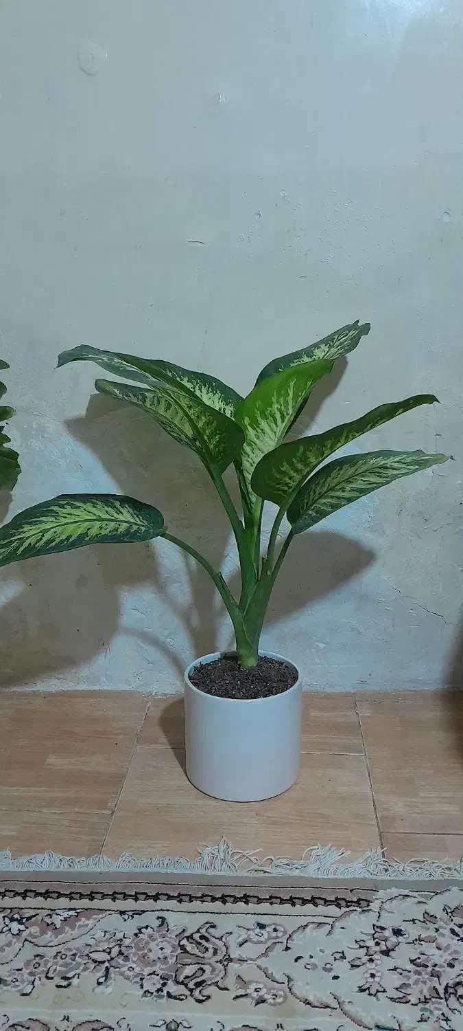 گل دیفن|گل و گیاه طبیعی|کرج, ساسانی (قلمستان)|دیوار