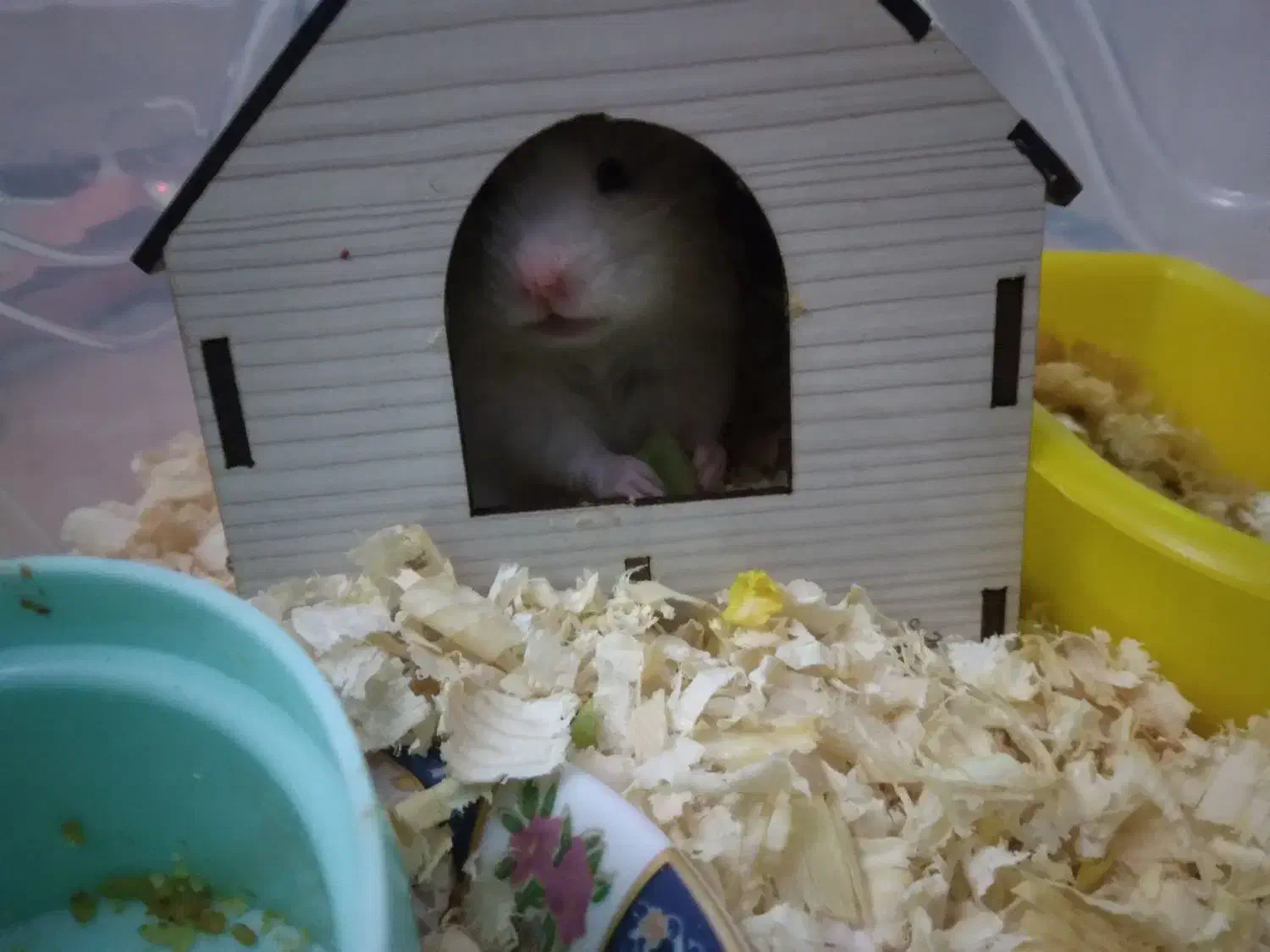 همستر سوری|موش و خرگوش|قم, پردیسان|دیوار