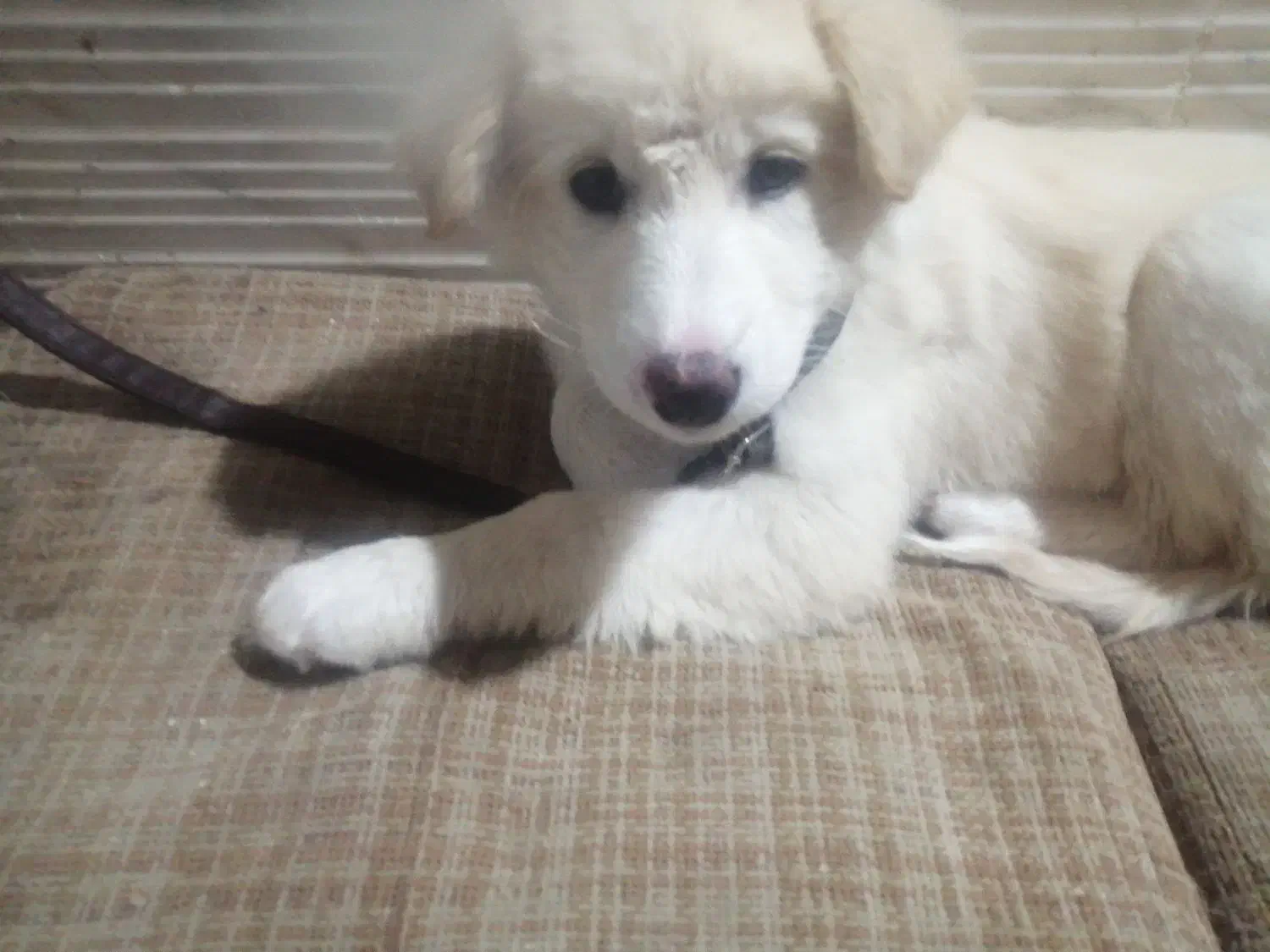 واگزاری سگ پامر اشپیتز|سگ|بروجرد, |دیوار