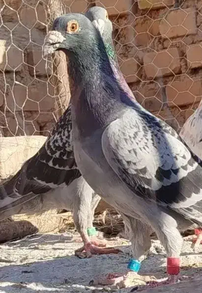 کفتر|پرنده|سرایان, |دیوار