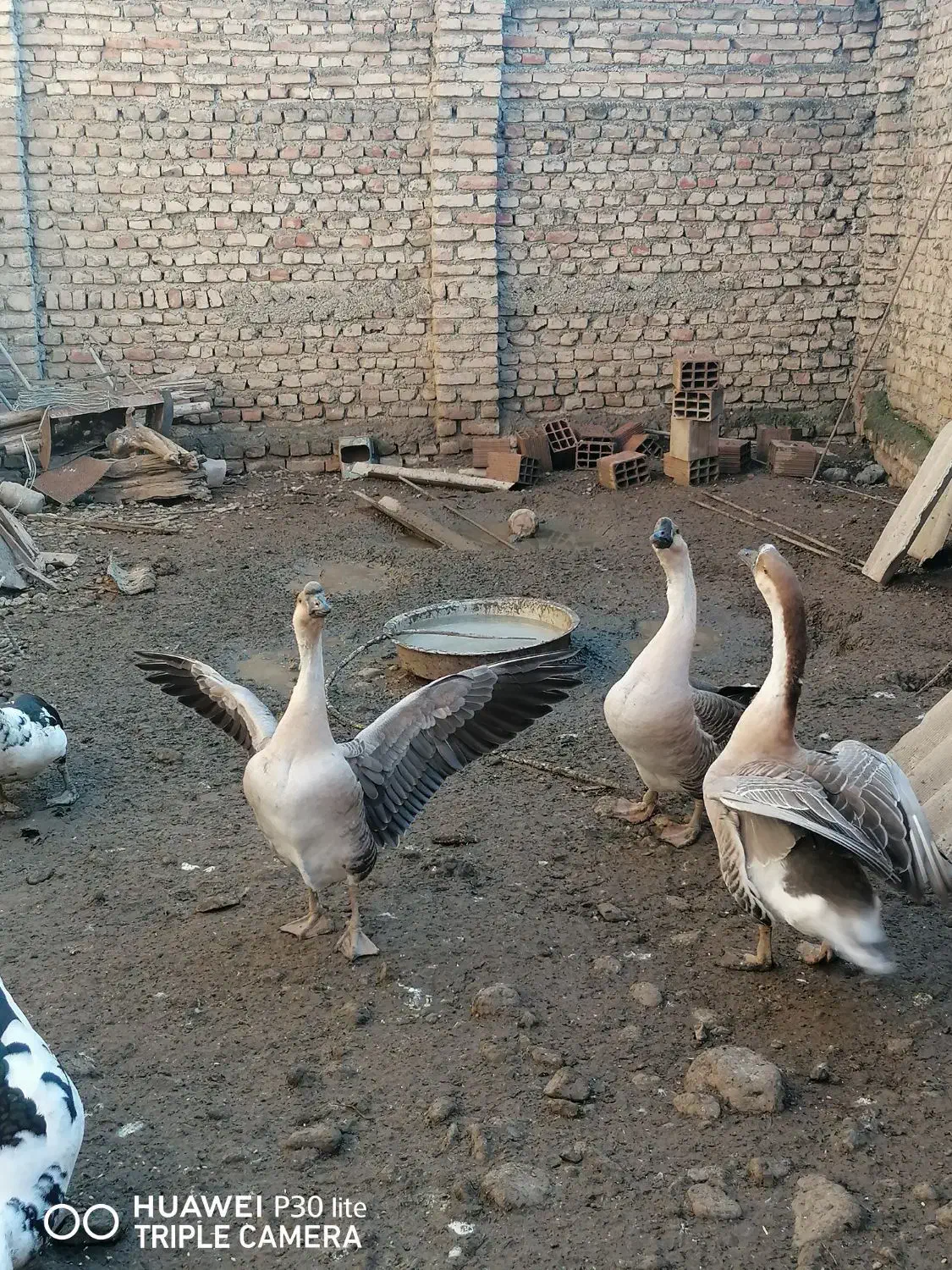 قو غاز|حیوانات مزرعه|جلین, |دیوار