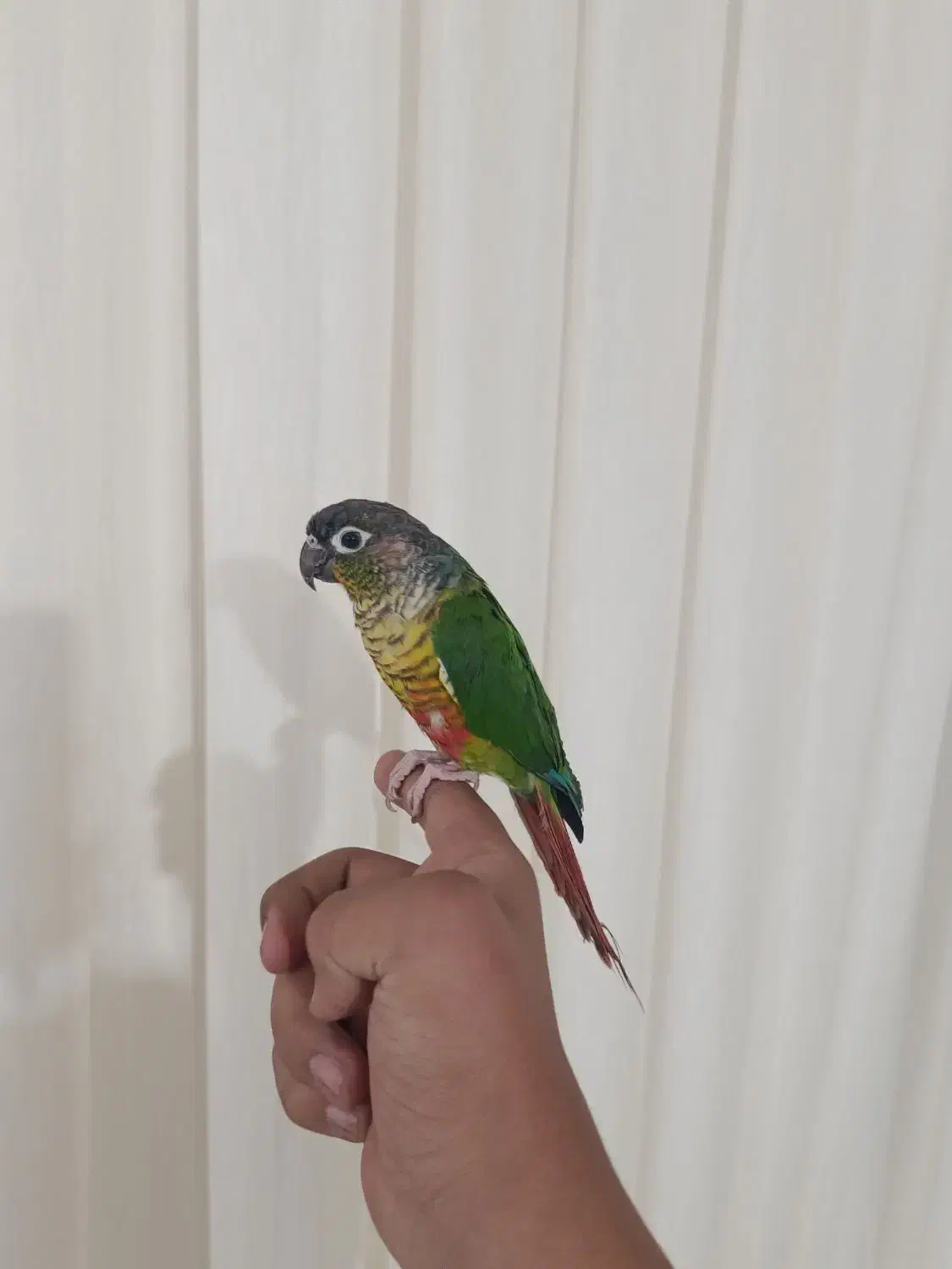 گرین چیک فول اهلی سخن گو|پرنده|عجب شیر, |دیوار