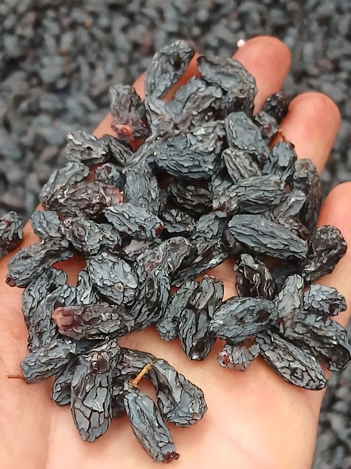 مویز|خوردنی و آشامیدنی|قم, خداکرم|دیوار