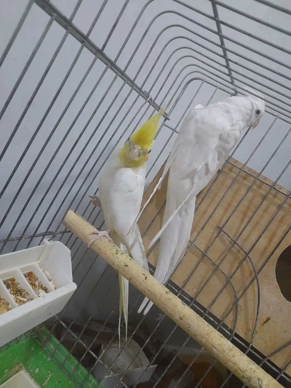 جفت نرو ماده هلندی|پرنده|آبادان, |دیوار