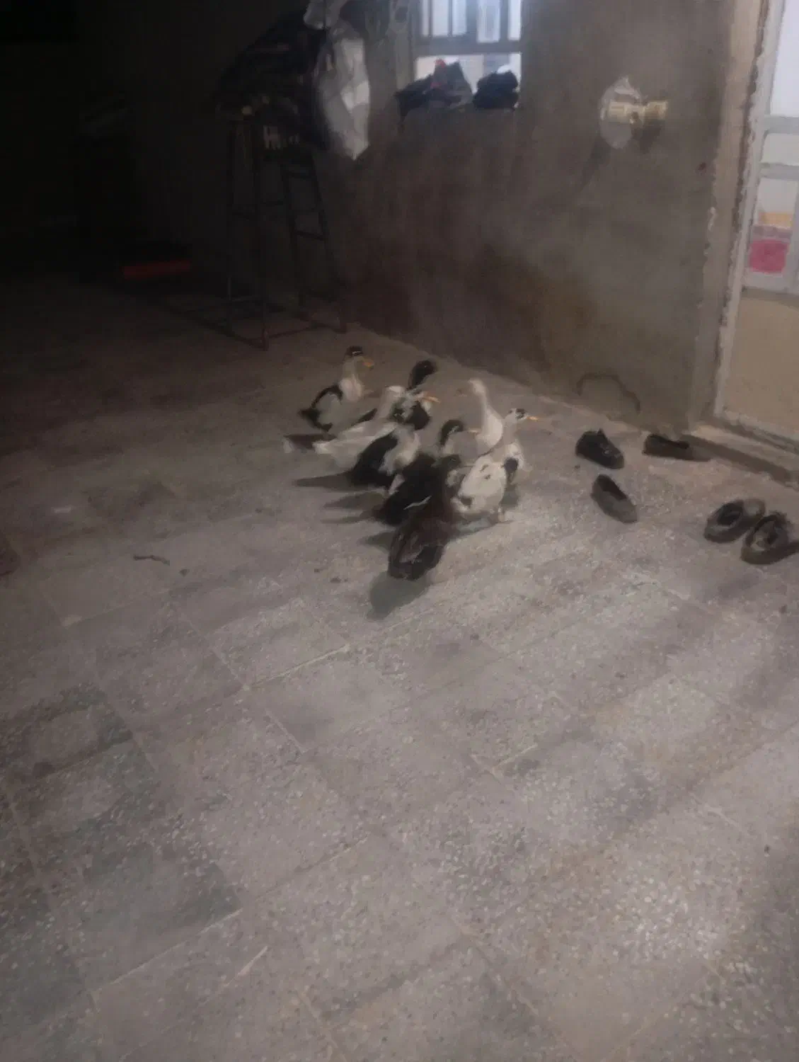 اردک نر ماده|حیوانات مزرعه|بیرانوند, |دیوار