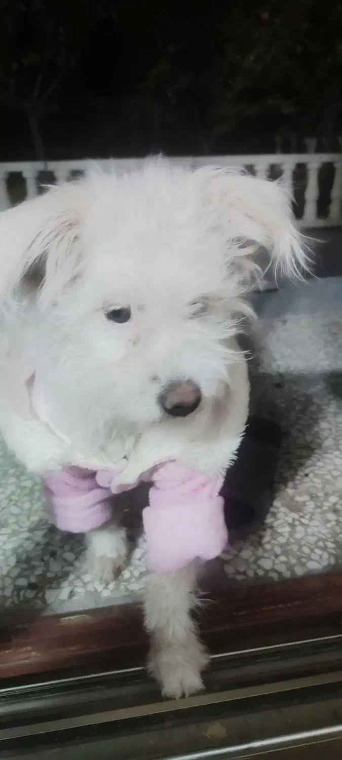 سگ شیتزو واکسن زده|سگ|مبارکه, |دیوار