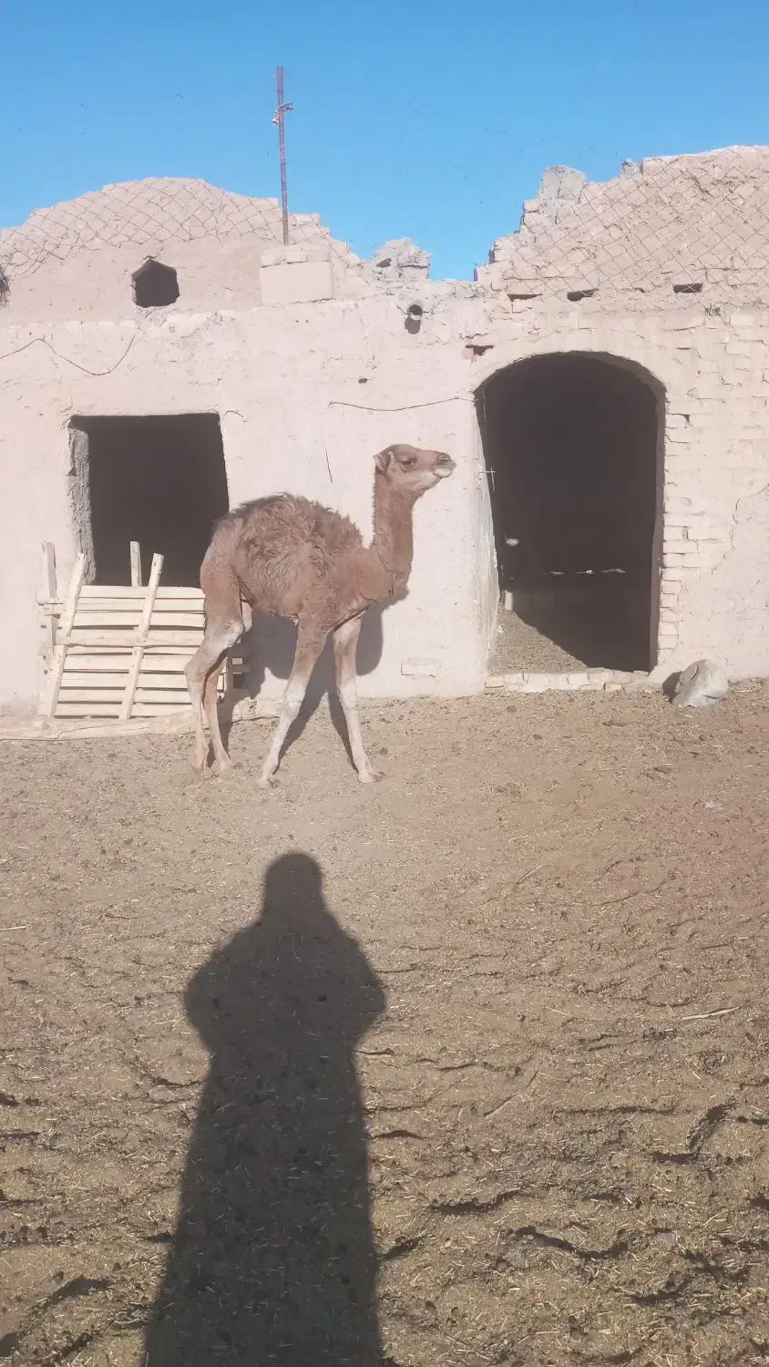 هاشی نر|حیوانات مزرعه|سرایان, |دیوار