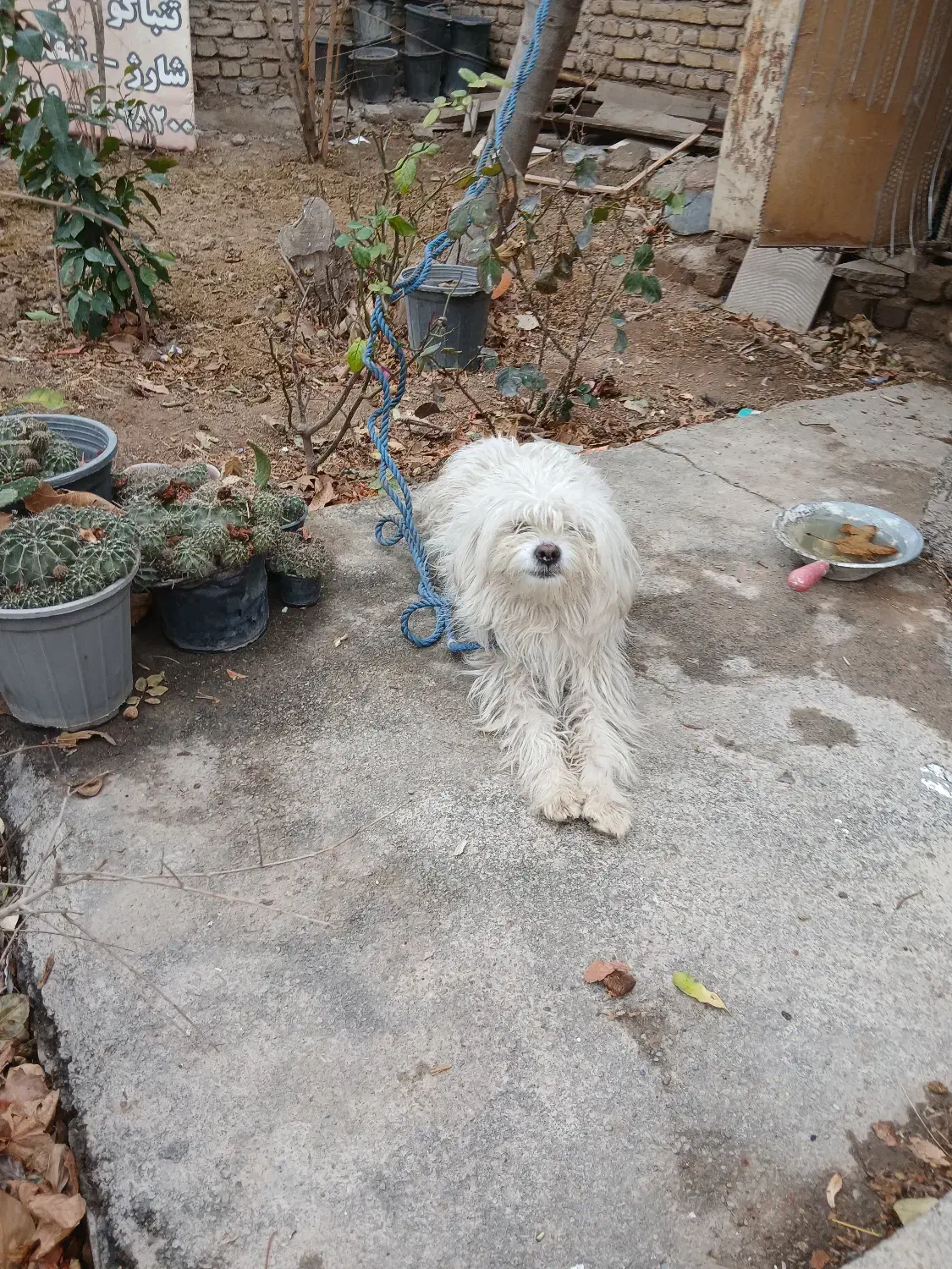 سگ شیتزو|سگ|پاکدشت, پاکدشت (مامازند)|دیوار