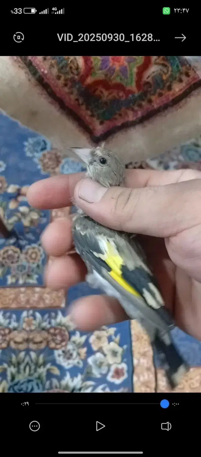 جوجه سهره|پرنده|کرمان, |دیوار