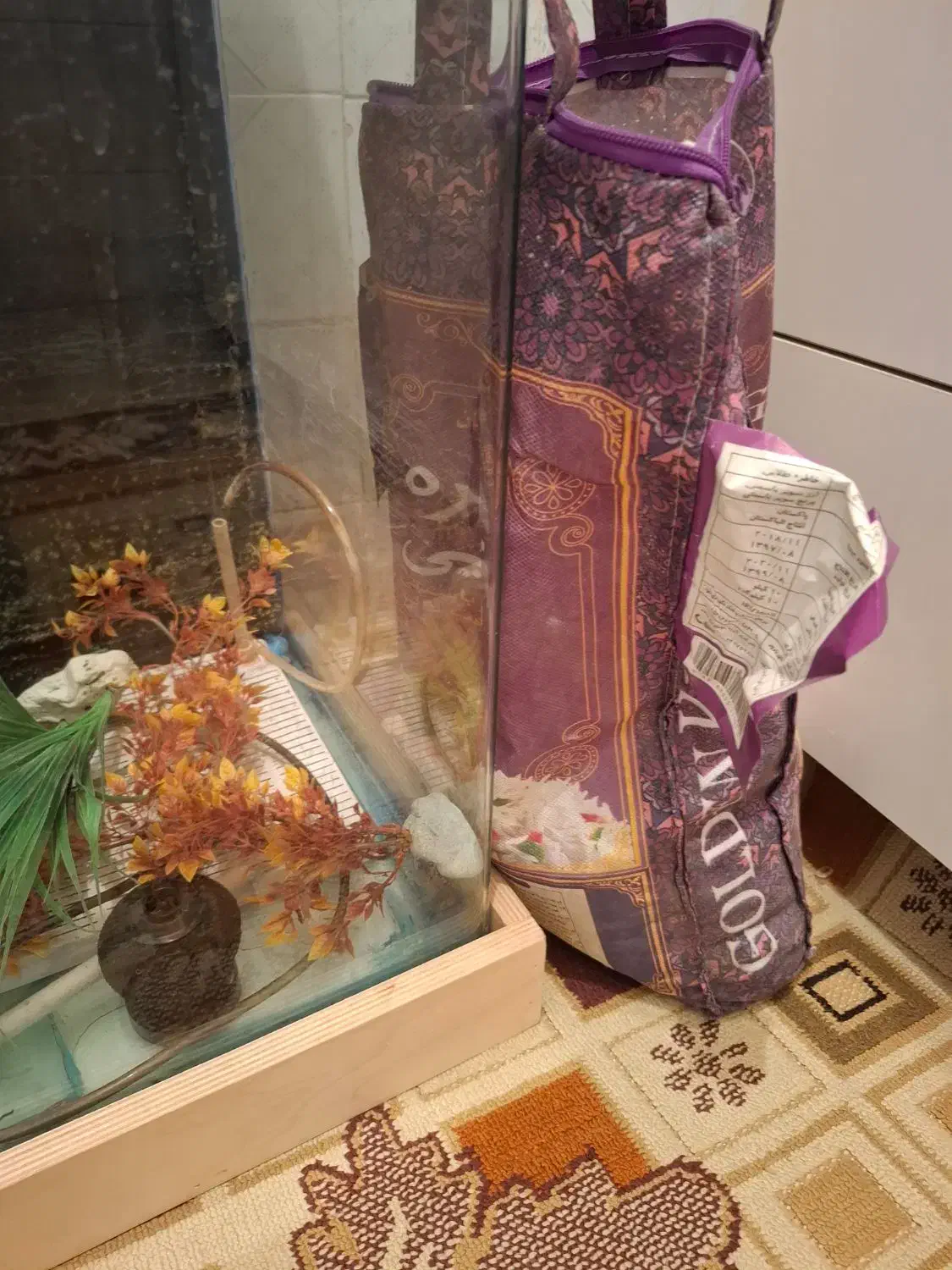 آکواریوم شیشه خم سالم|ماهی|فردیس, فردیس|دیوار