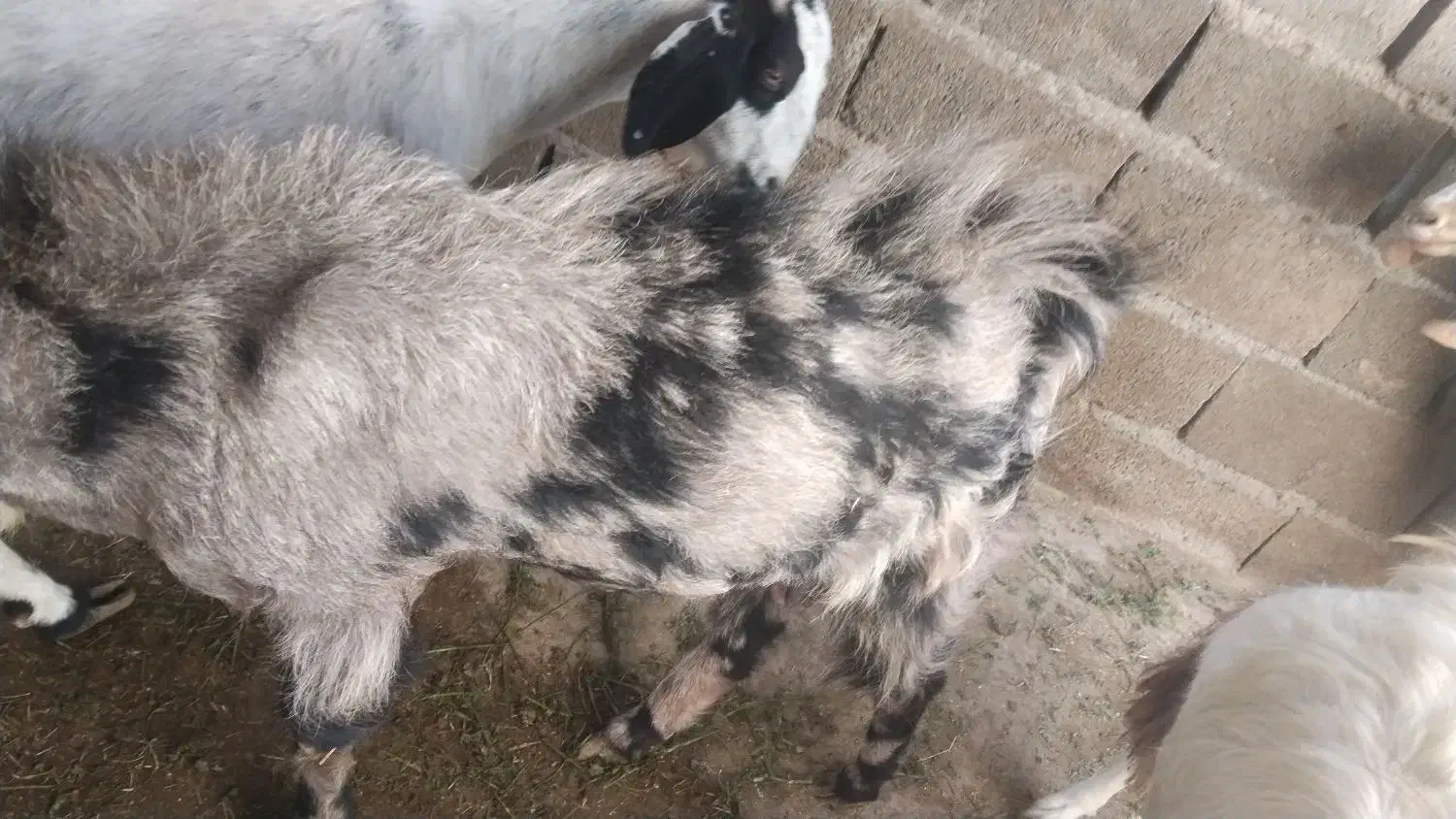 بز نر|حیوانات مزرعه|ایرانشهر, |دیوار