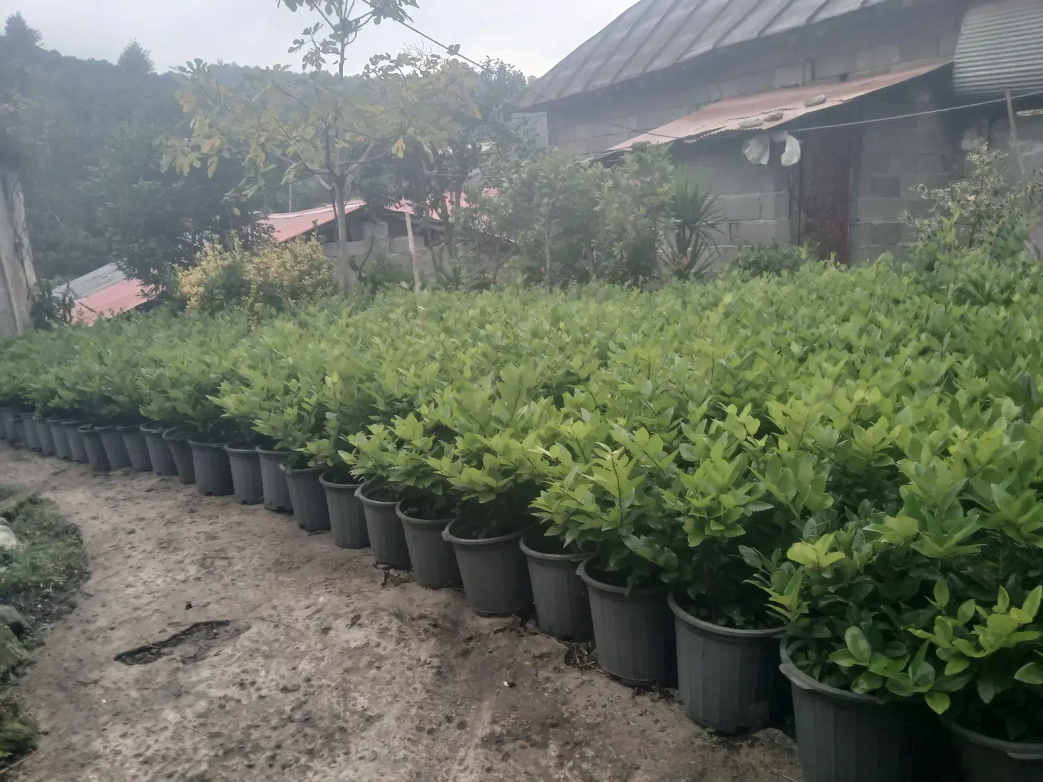 یاس هلندی|گل و گیاه طبیعی|کلاچای, |دیوار