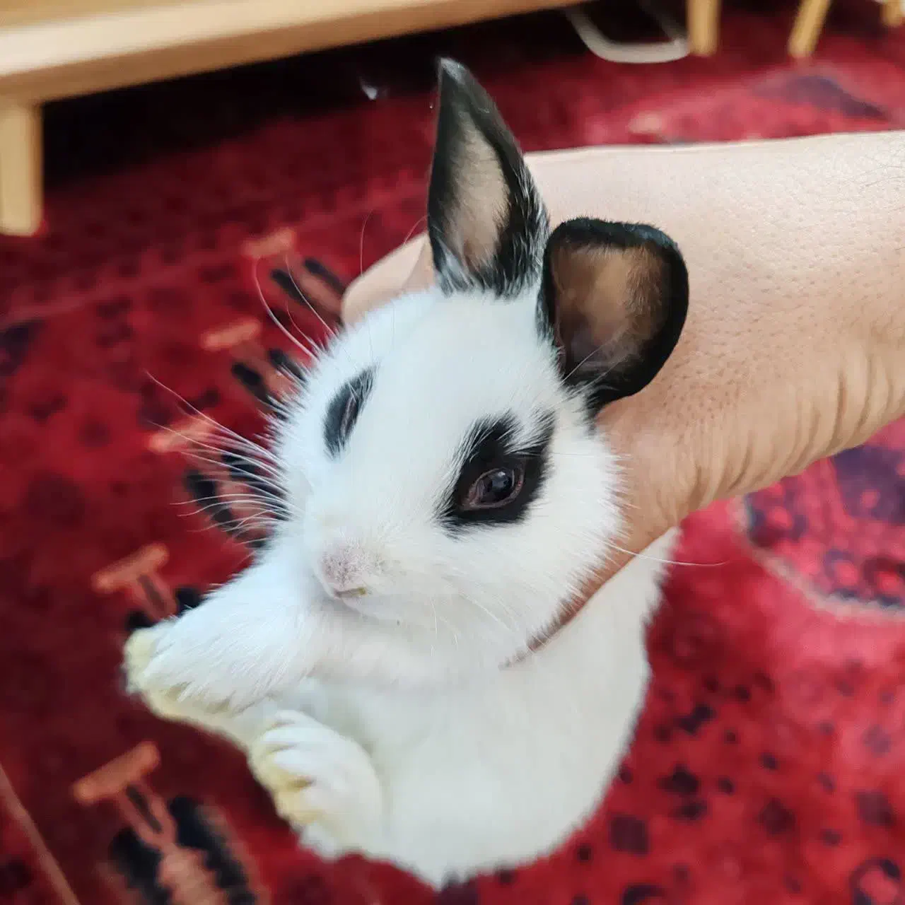 خرگوش های کیوت|موش و خرگوش|مشهد, شاهد (شهرک غرب)|دیوار