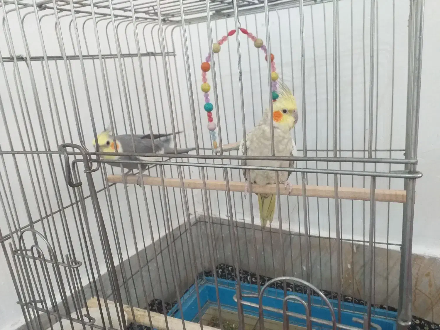 عروس هلندی نرماده|پرنده|بروجرد, |دیوار