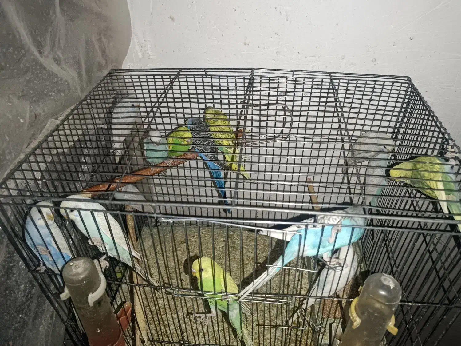 مرغ عشق|پرنده|مشگین شهر, |دیوار