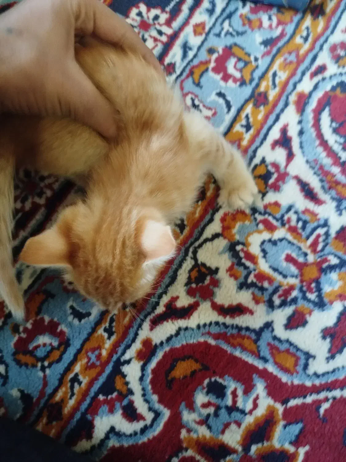 واگذاری گربه|گربه|سمنان, |دیوار