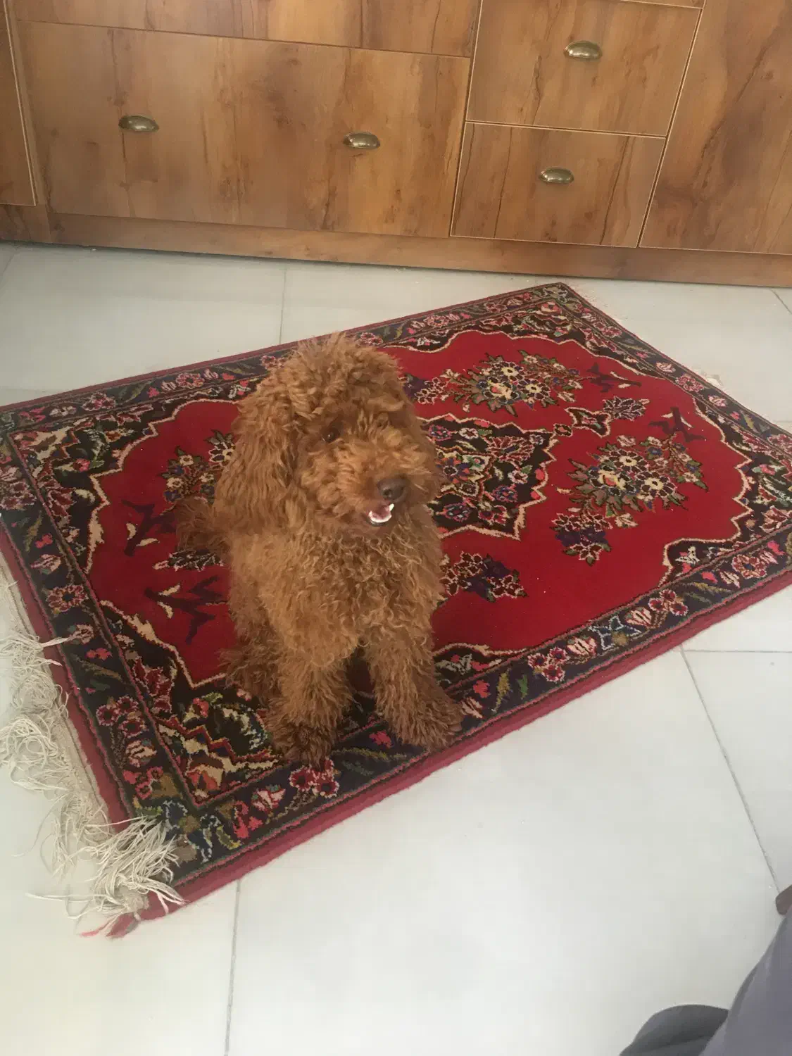 سگ پودل|سگ|کرمانشاه, |دیوار