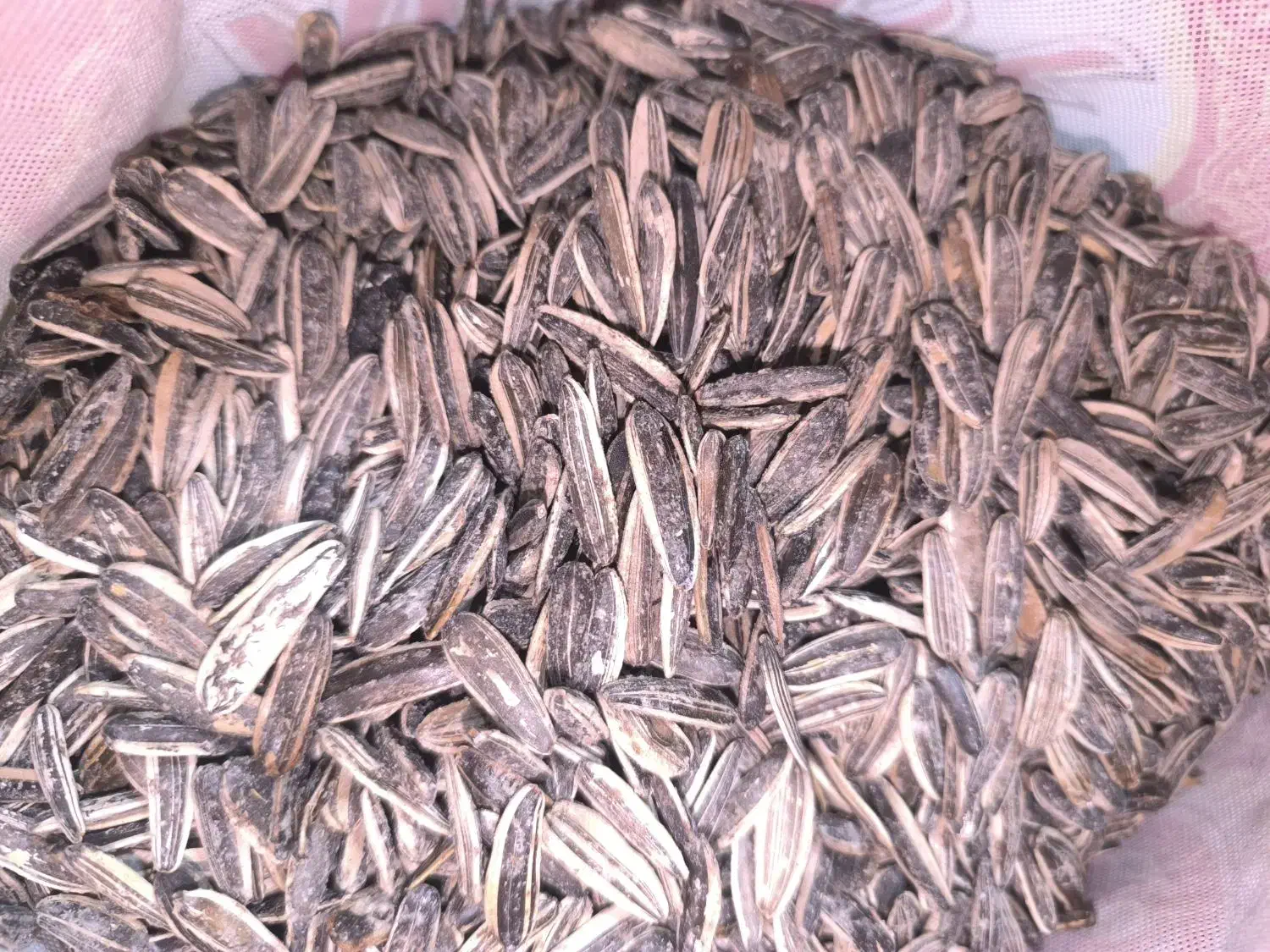 فروش تخمه سنقری|خوردنی و آشامیدنی|خزل, |دیوار