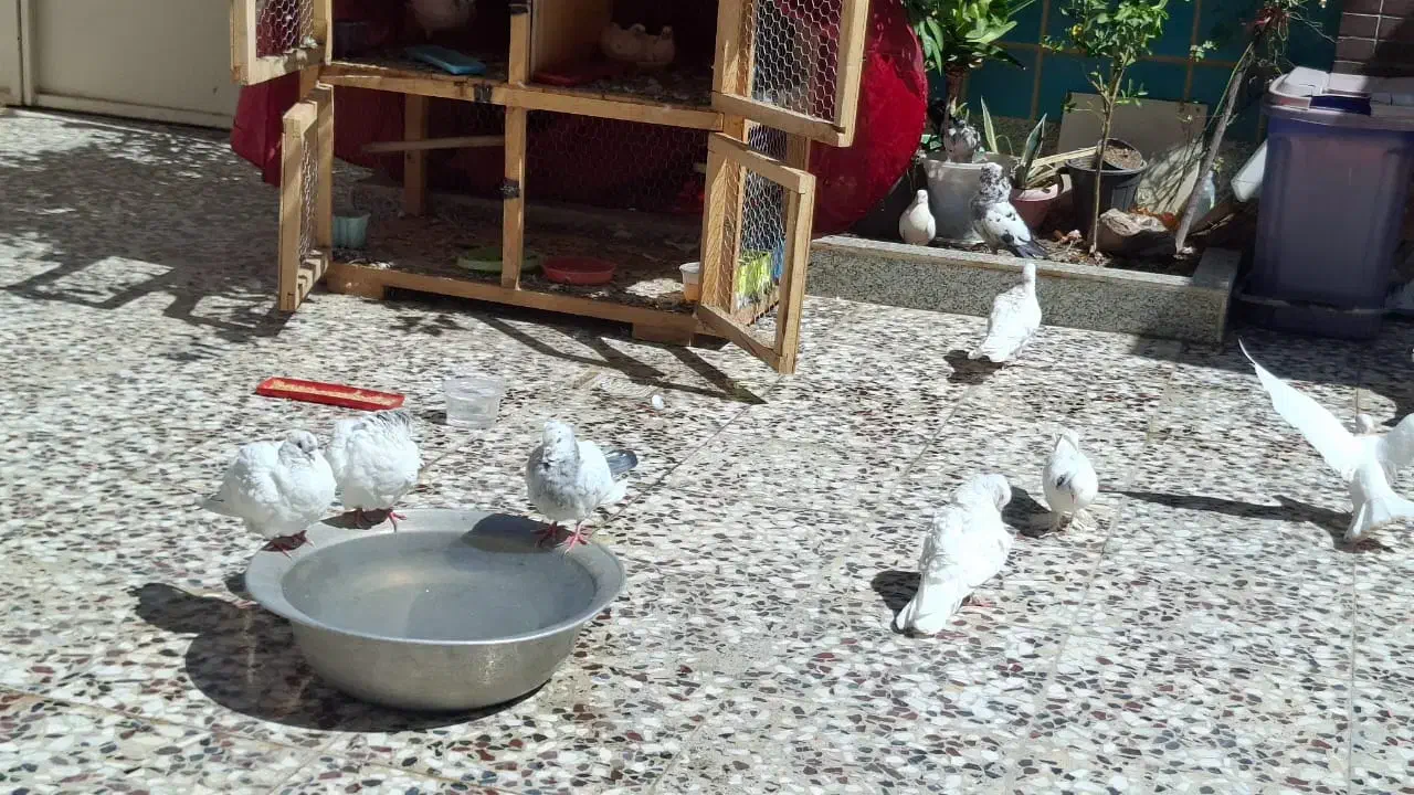 ۱۸ عدد کفتر تهرانی ، همدانی و ...|پرنده|خمینیشهر, |دیوار