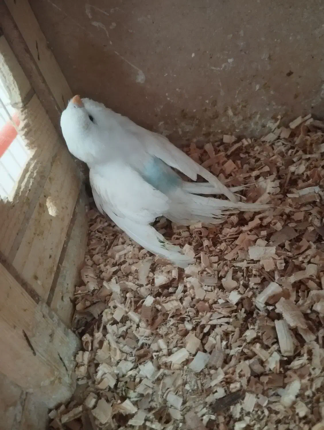 مرغ عشق اهلی|پرنده|ایواوغلی, |دیوار