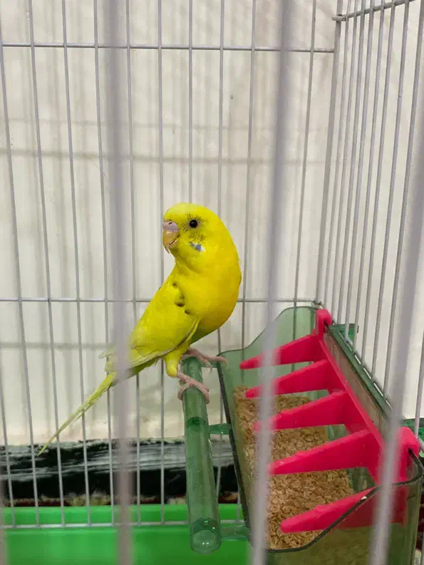 مرغ عشق ماده و نر|پرنده|مریوان, |دیوار