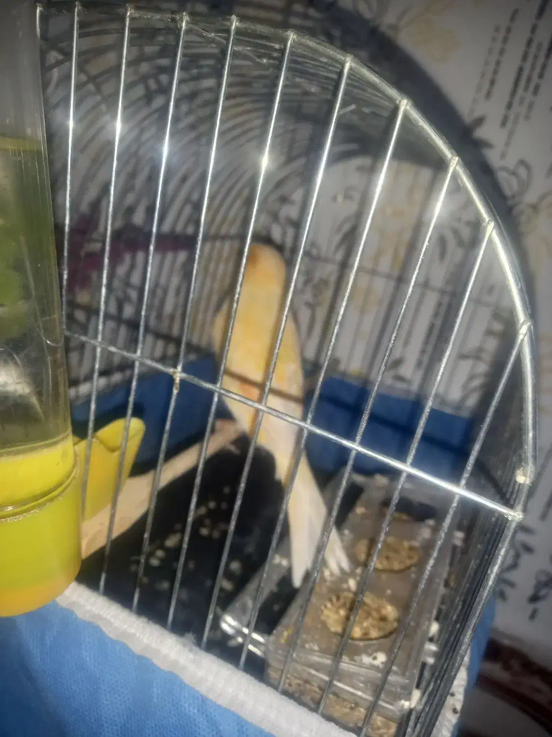 بچم تازه به دنیا اومده به پرنده حساسیت داره|پرنده|محمدیه-قزوین, |دیوار