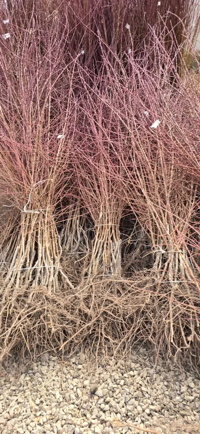 فروش نهال بادام پربازده با لیبل جهاد کشاورزی|خدمات باغبانی و درختکاری|بیرجند, |دیوار