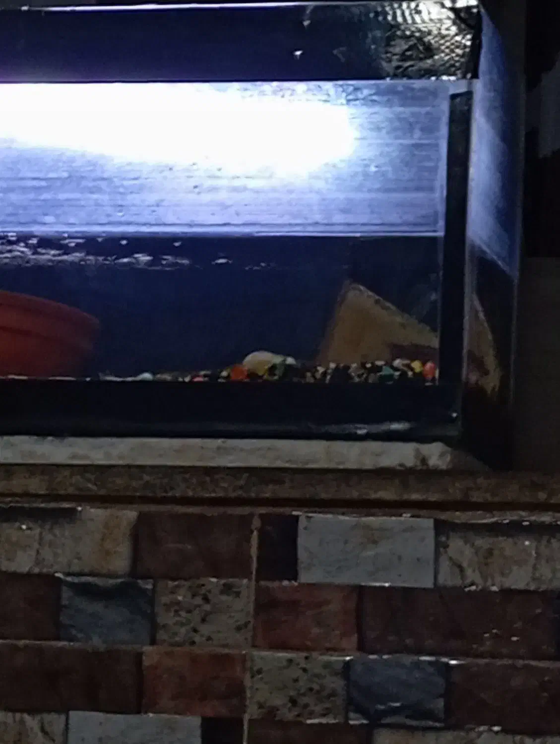 طبرسی شمالی ۳۸ بین طباطبایی ۳۲و۳۴|ماهی|مشهد, سناباد|دیوار