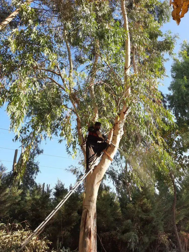 هرس درختاتن خطرناک|خدمات باغبانی و درختکاری|قم, بنیاد|دیوار