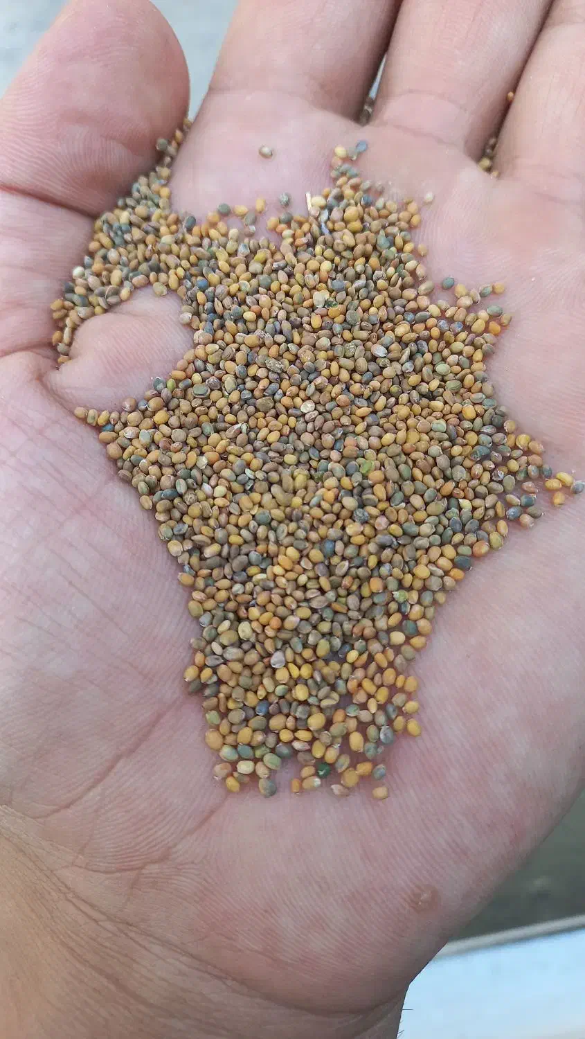 خرید وفروش بذر شبدر و یونجه|گل و گیاه طبیعی|مشهد, عیدگاه|دیوار