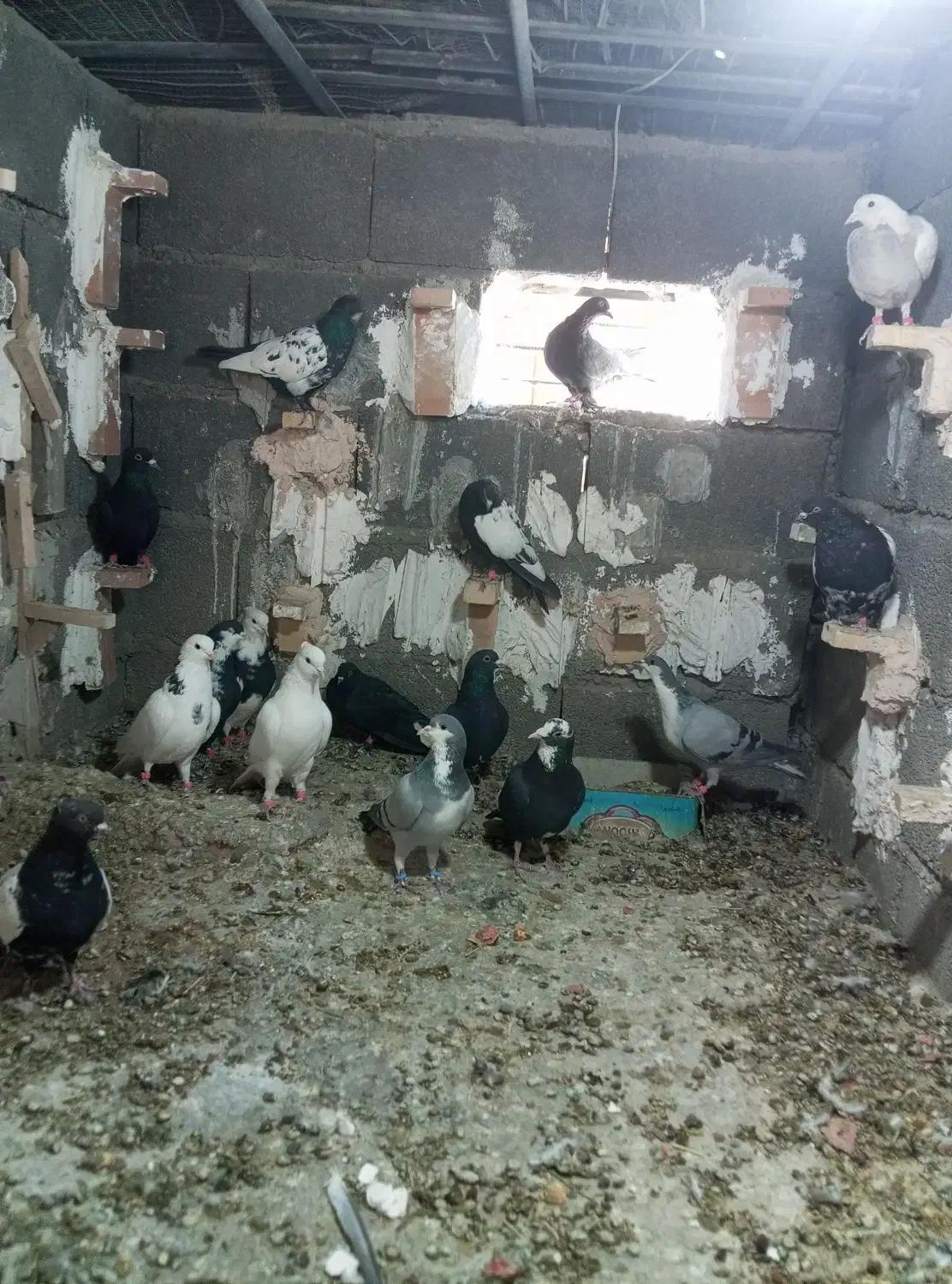 نر سوراخ|پرنده|ماهان, |دیوار