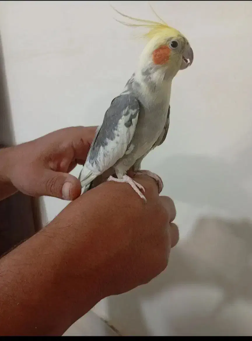 عروس هلندی|پرنده|بیرجند, |دیوار