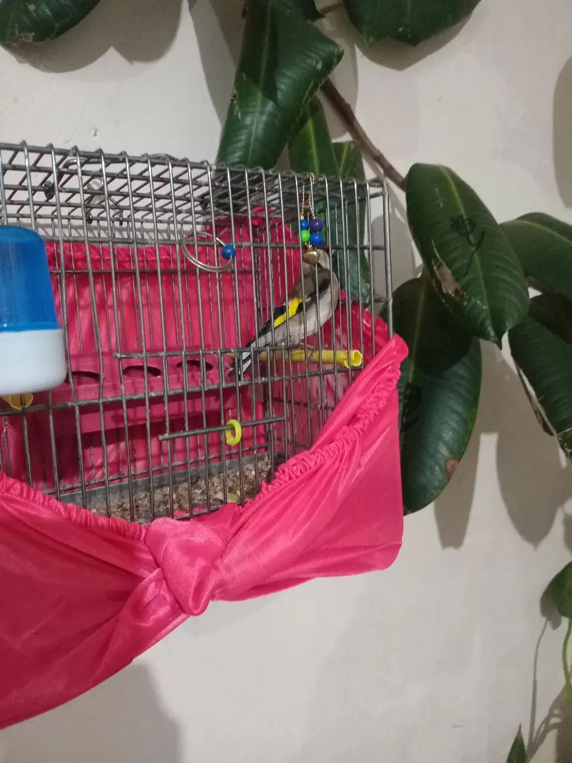 سهره نر|پرنده|نقده, |دیوار