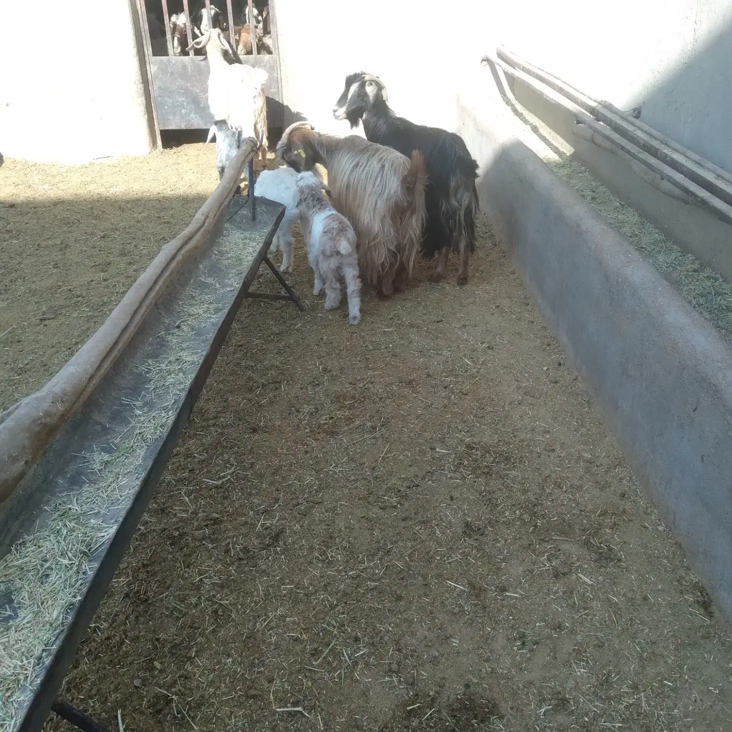 ۳راس بزغاله دار|حیوانات مزرعه|سلفچگان, |دیوار