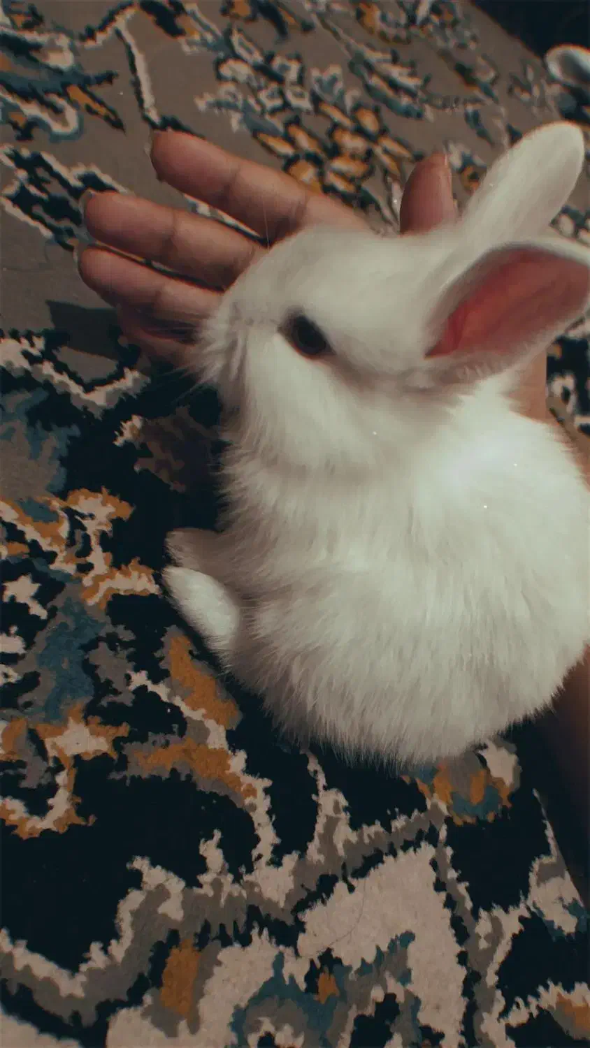 خرگوش|موش و خرگوش|تربت جام, کشتارگاه|دیوار