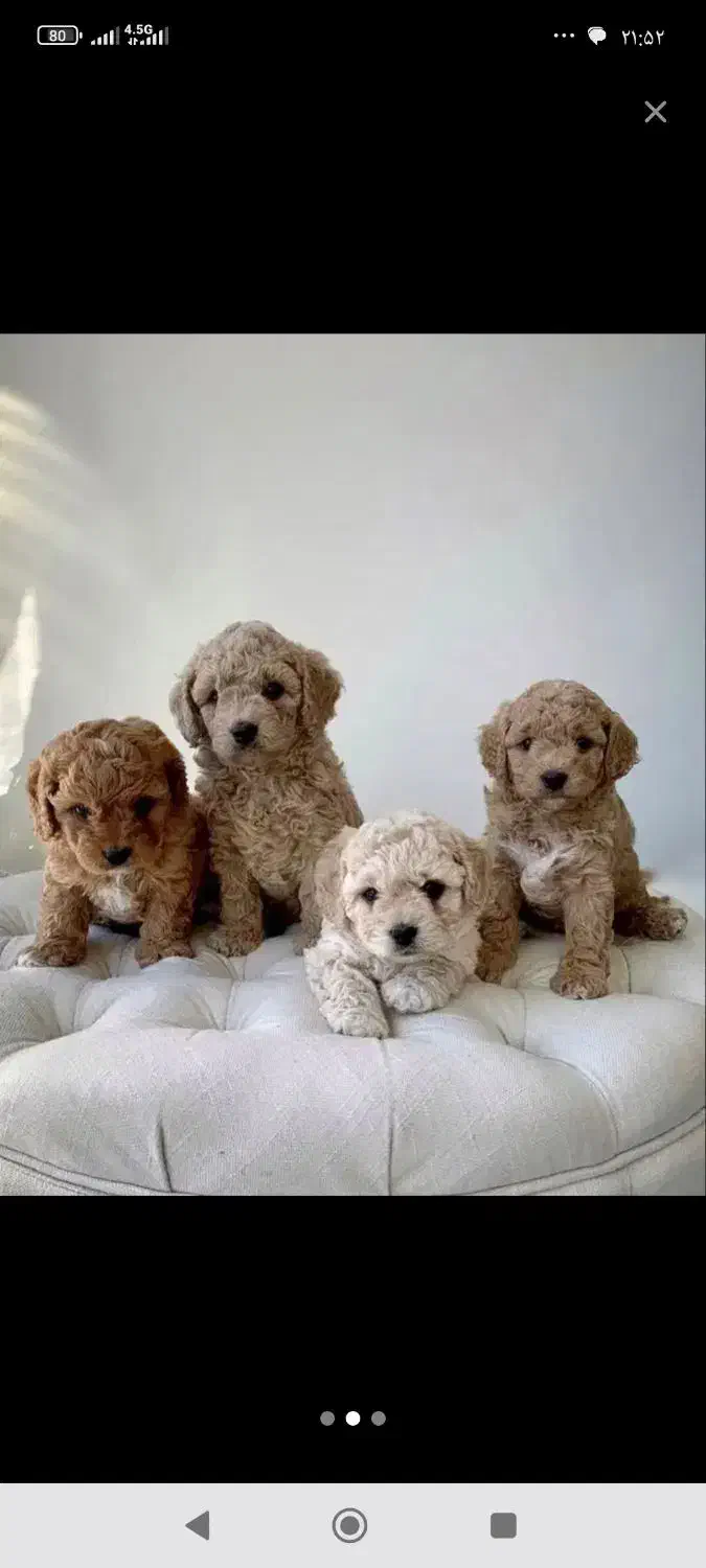 پودل سایز0تاینی توی رنگ بندی با ق باورنکردنی|سگ|مشهد, وکیلآباد|دیوار