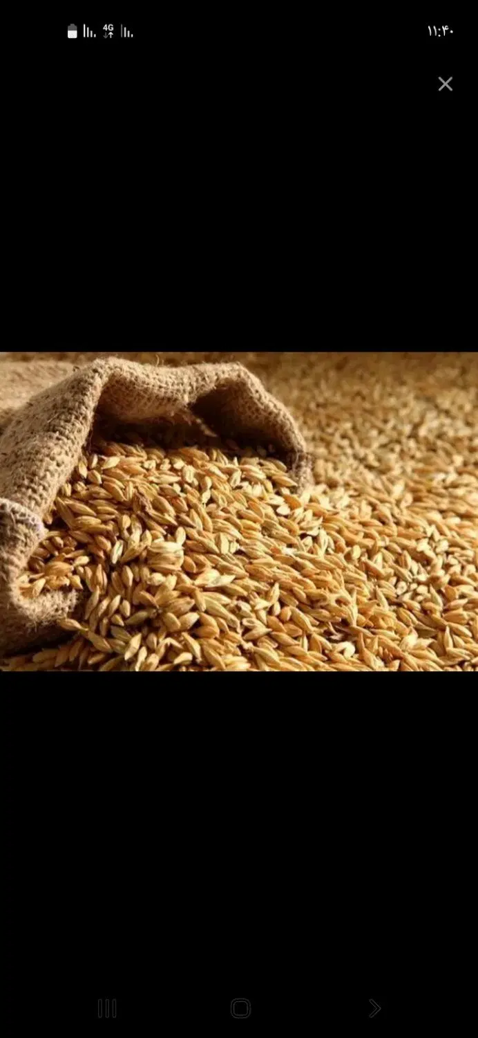 وژین|خدمات باغبانی و درختکاری|ایوان, |دیوار