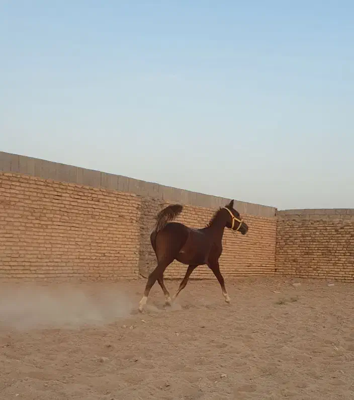 اسب کرد نوه شورش شریف|اسب و تجهیزات اسبسواری|سیرجان, |دیوار