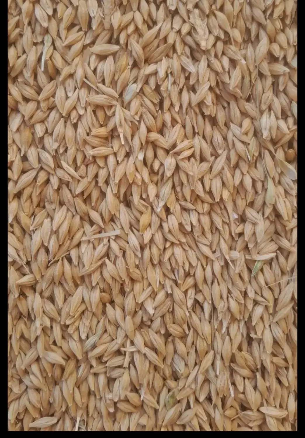 جو امسالی|عمده‌فروشی|سبزوار, طبرسی (جعفرآباد)|دیوار