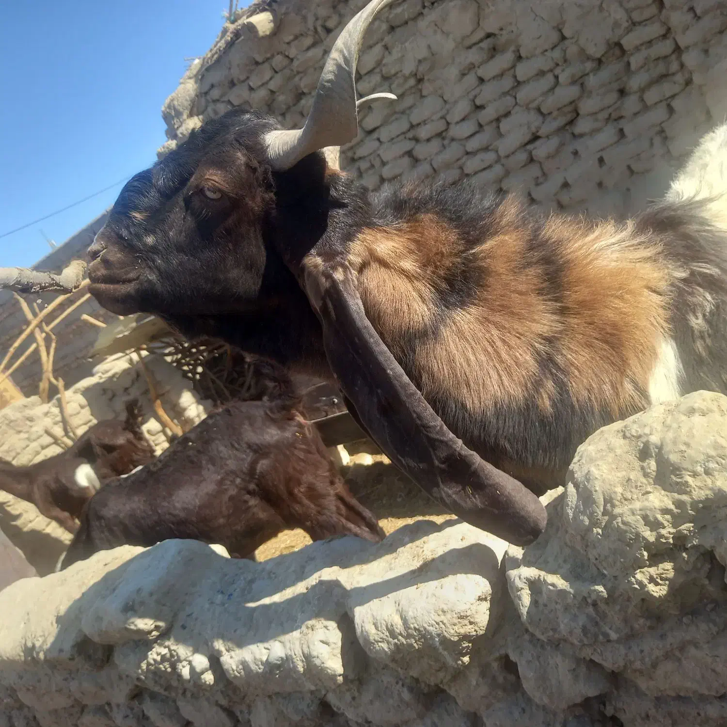 کهر نر|حیوانات مزرعه|هامون, |دیوار