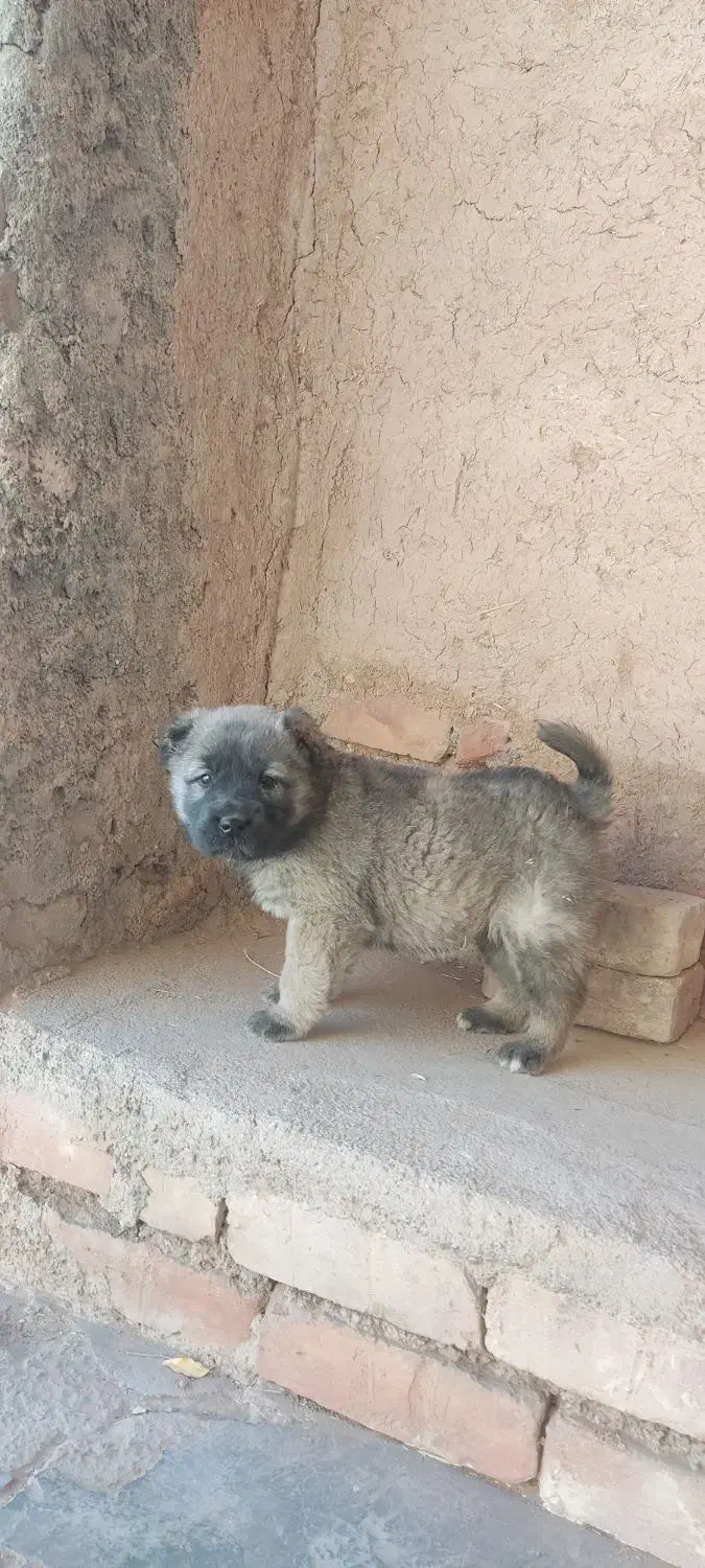 توله سرابی اصیل|سگ|بیرجند, |دیوار