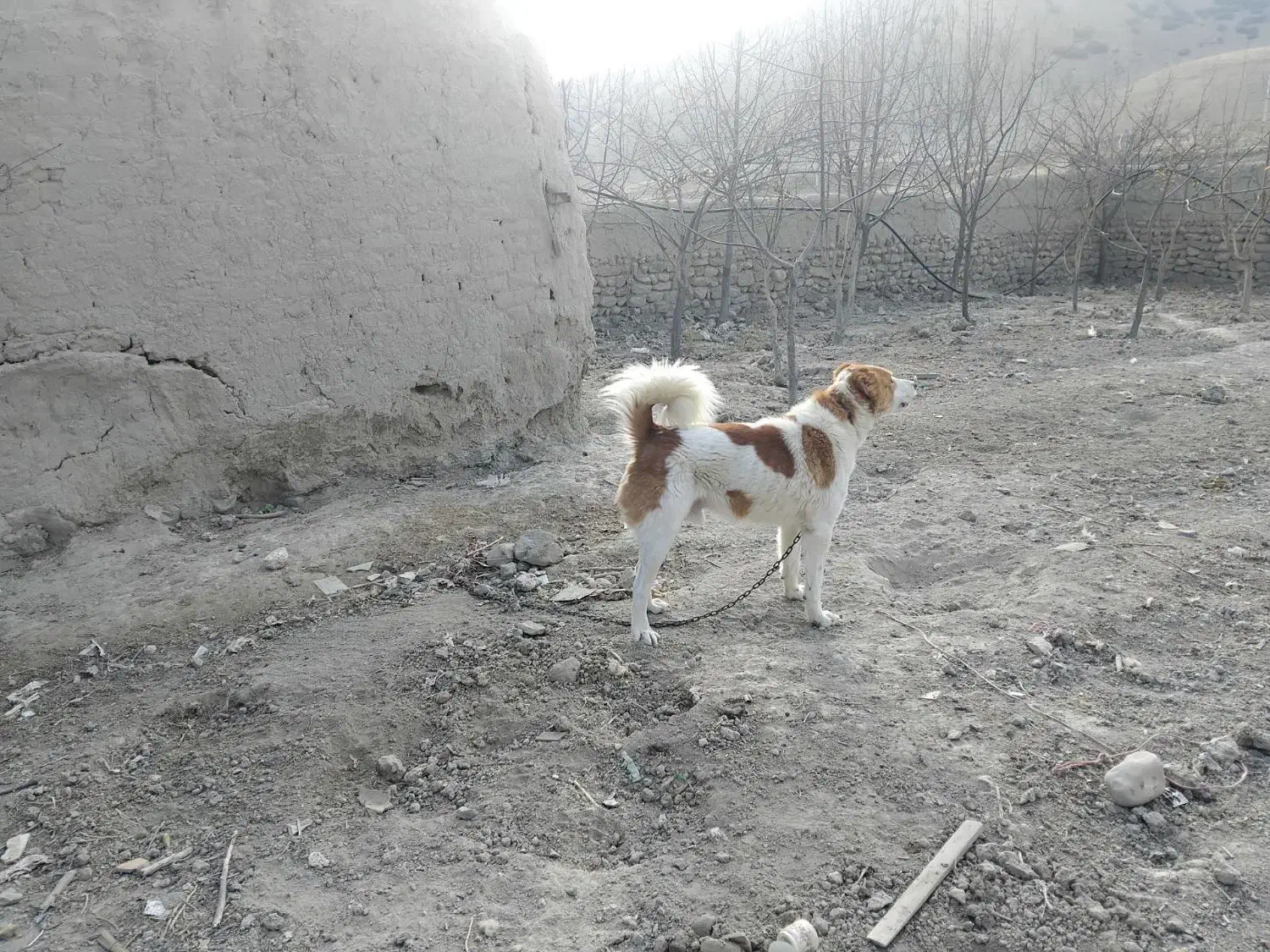 سگ ادمی|سگ|شیروان (خراسان), |دیوار