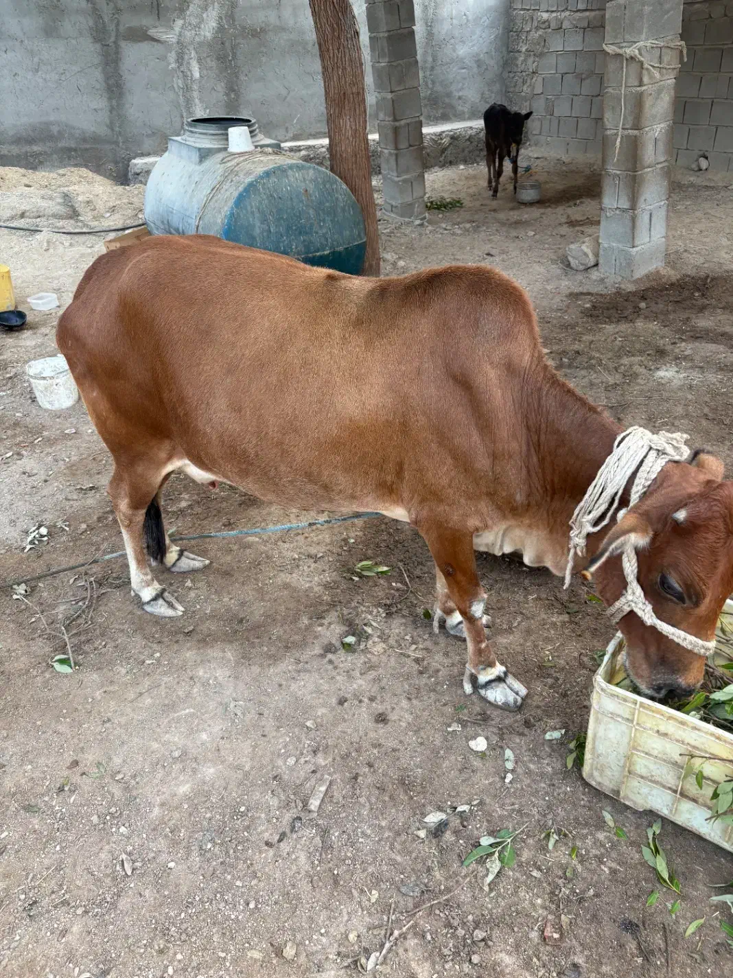 گاو شیری|حیوانات مزرعه|قشم, |دیوار