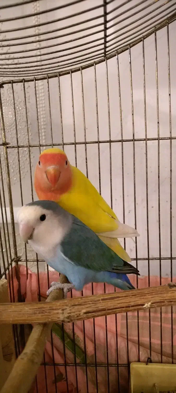 طوطی برزیلی|پرنده|تهران, باشگاه نفت|دیوار