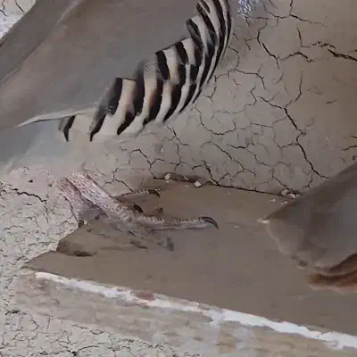 فنچ نر|پرنده|بهبهان, |دیوار