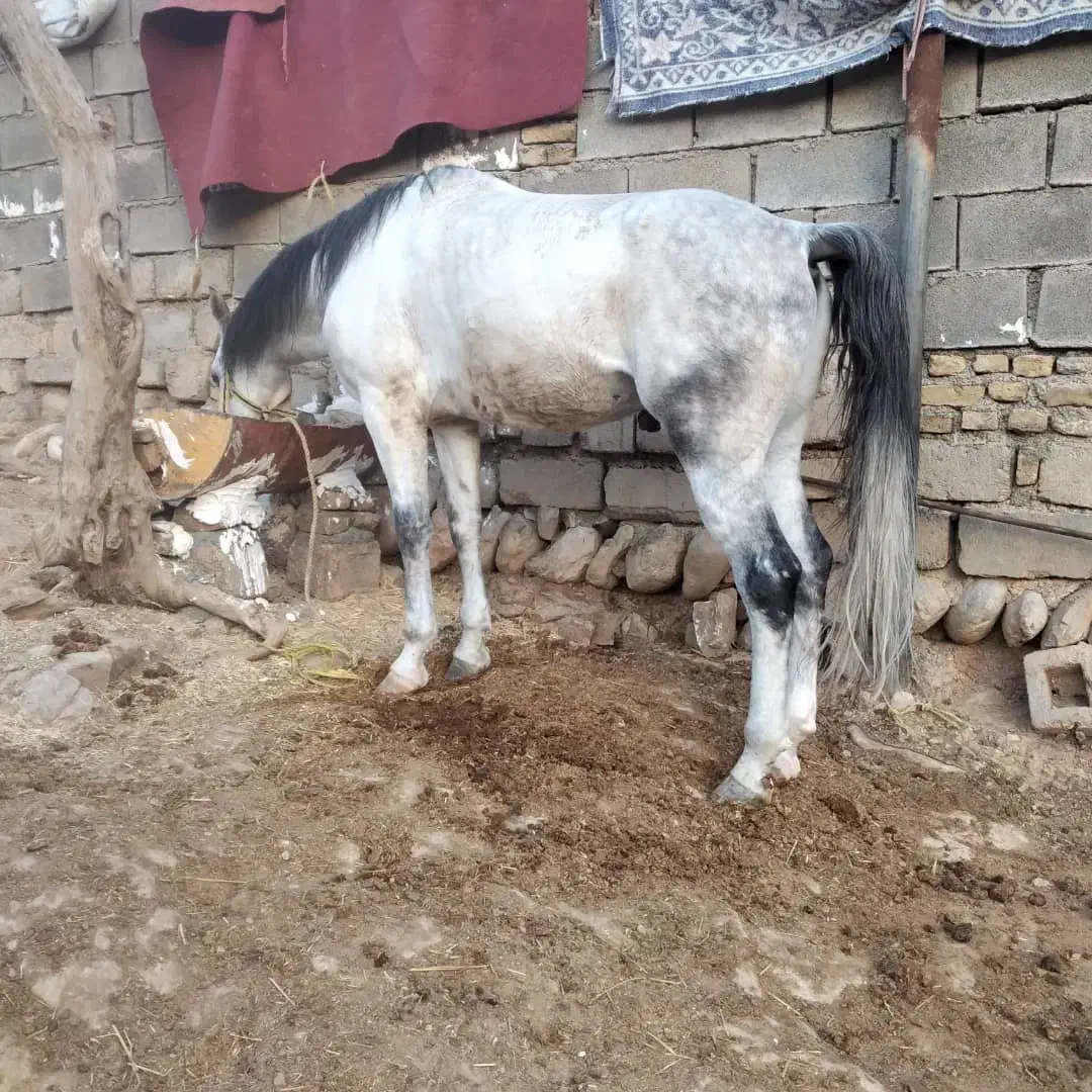 نریون ۶ سال سواری دار|اسب و تجهیزات اسب‌سواری|دورود, |دیوار