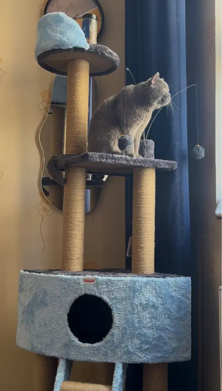 اسکرچر گربه|لوازم جانبی حیوانات|مشهد, آبکوه|دیوار