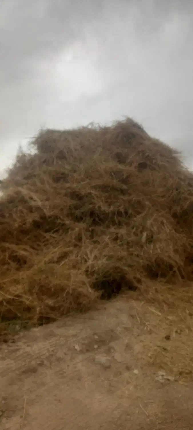 خار وعلف|حیوانات مزرعه|مرند, |دیوار