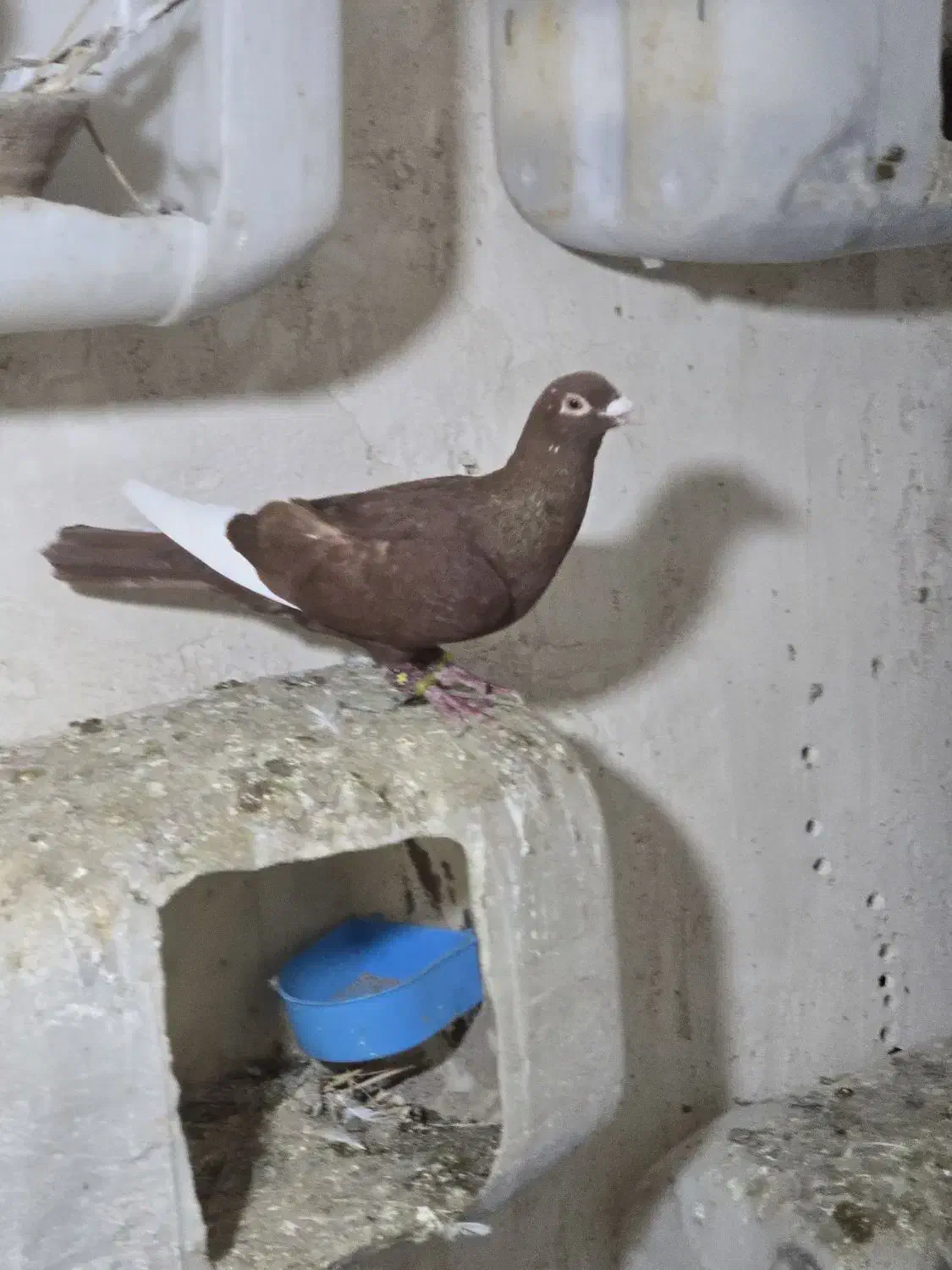 قارا سرخ نر|پرنده|اسفرورین, |دیوار